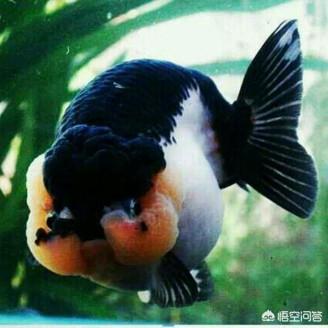 鱼会吃观赏植物吗?:绿萝放锦鲤缸里会伤鱼吗？