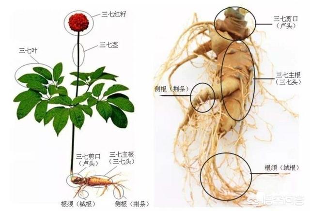宠儿香尿石净:菜鸟到宠儿，卡鲁索是如何完成蜕变的？其对湖人起到哪些作用？