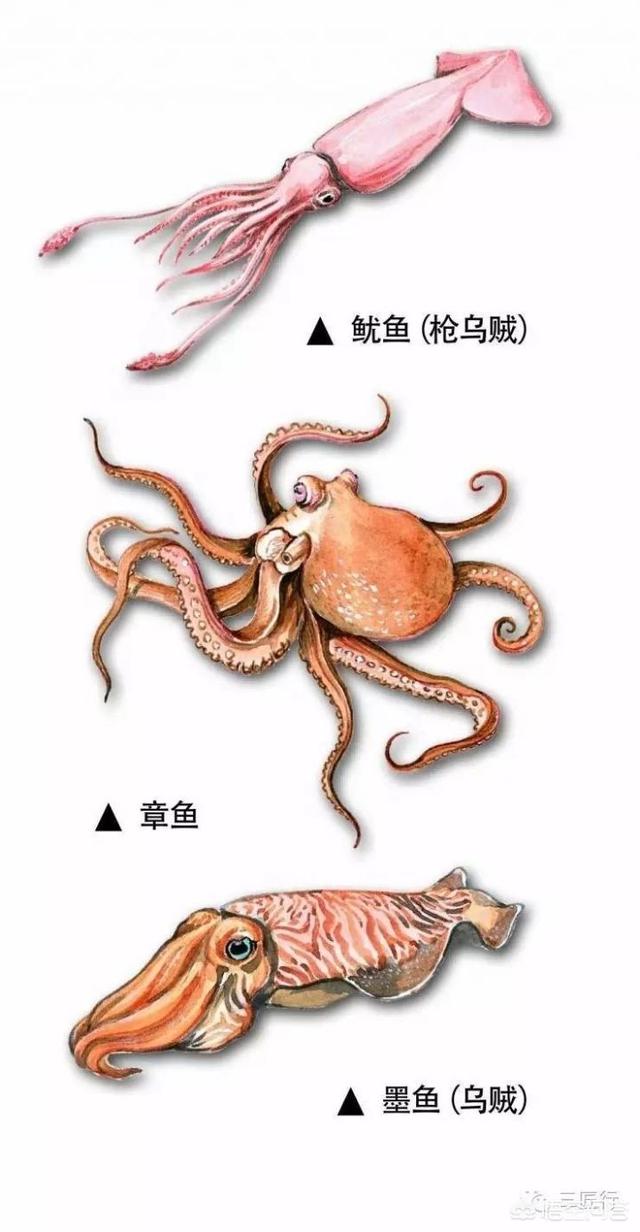 墨鱼,鱿鱼,乌贼,章鱼,八爪鱼究竟有什么不同？