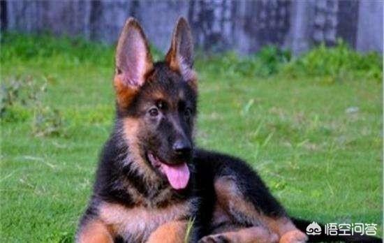 德牧犬:德牧凶吗？都有哪些特点？