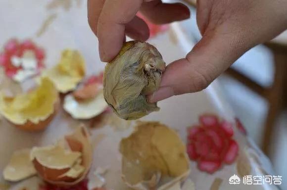 毛鸡蛋,你们吃过毛蛋吗？味道怎么样？