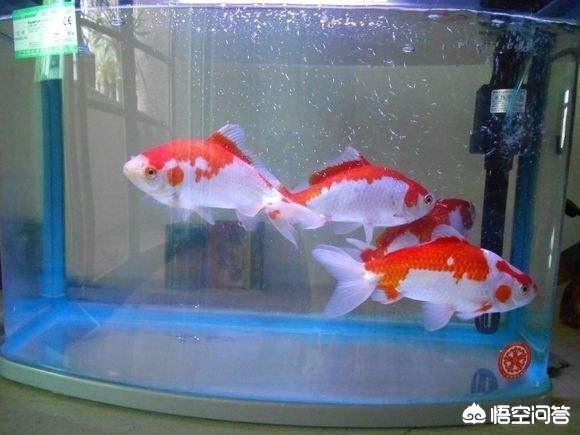 草金鱼能长多大:草金鱼非常容易饲养，需要怎样的鱼缸和过滤？