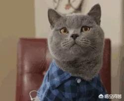 蓝猫:家里有一只蠢蠢的蓝猫是种怎样的体验？ 蓝猫英短