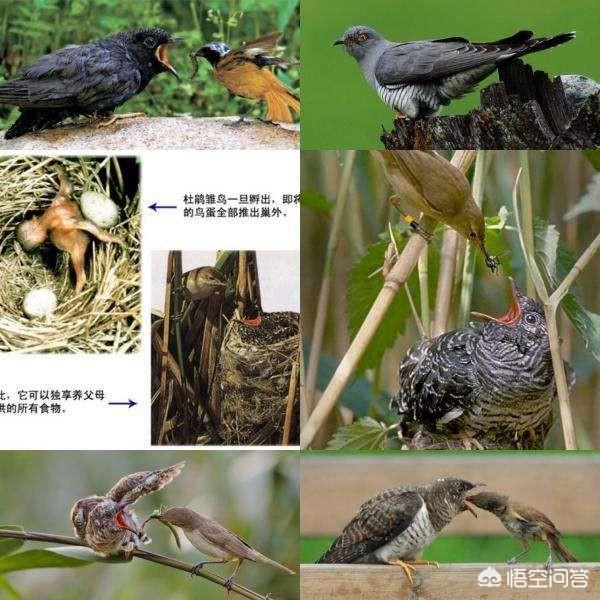 布谷鸟图片:农村麦收前，布谷鸟叫声是什么意思？你们那儿是怎么翻译的？ 布谷鸟图片 简笔画