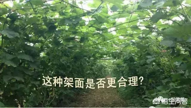 露天葡萄种植技术大全:葡萄种植中，行距、密度该如何确定？