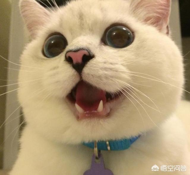 半夜猫叫代表什么:猫一到晚上就不停叫，该怎么办？
