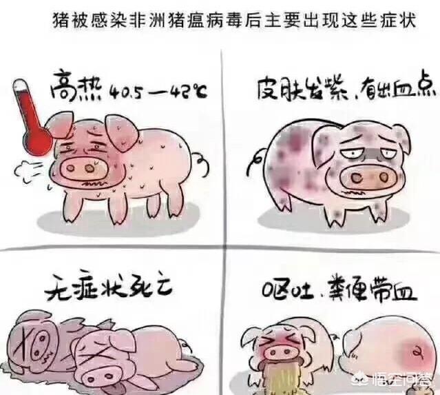 温氏死猪肉:温氏死猪 猪肉上有肿瘤，肉还能吃吗？