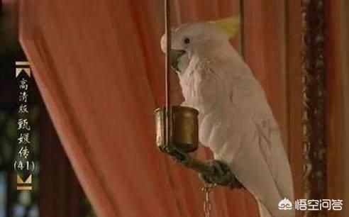 头条问答 鹦鹉明明会说话 但为何 甄嬛传 中皇上赐给甄嬛的却不会说话呢 9个回答