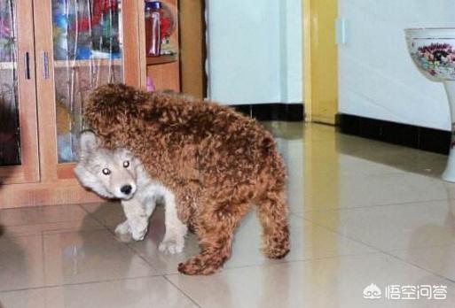 国人喜欢养的小型犬中有哪些精典犬种？