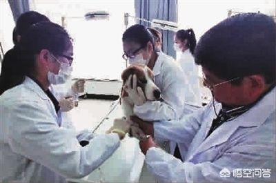 小狗拉肚子怎么办啊:狗拉稀弄脏地，怎么解决？