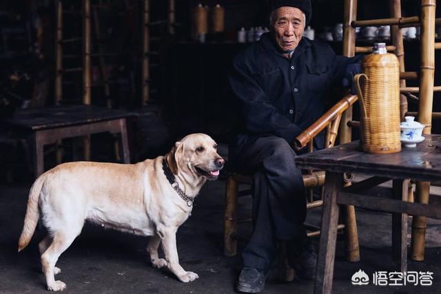 高芳和大狼狗:狗狗和人住在同一间房对人有没有影响？