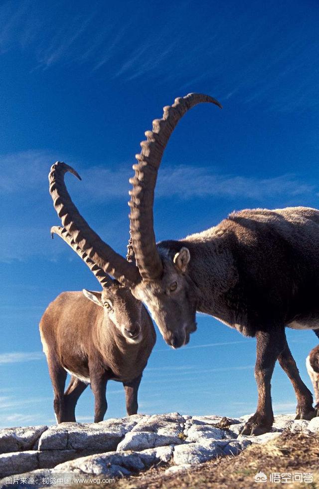 头条问答 只有食草动物长犄角吗 为什么 9个回答