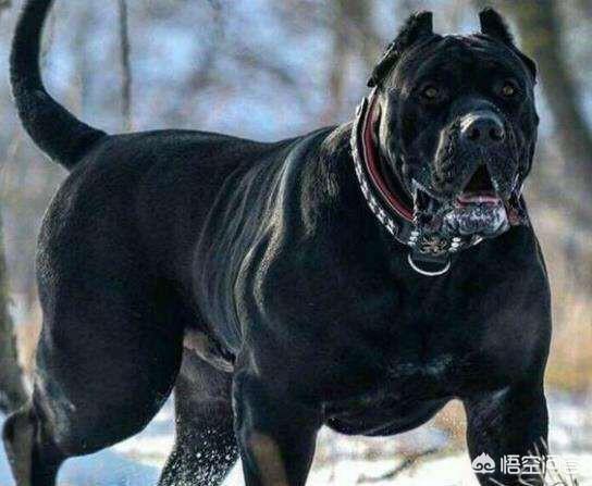 加纳利犬:加纳利犬怎么增强全身肌肉？