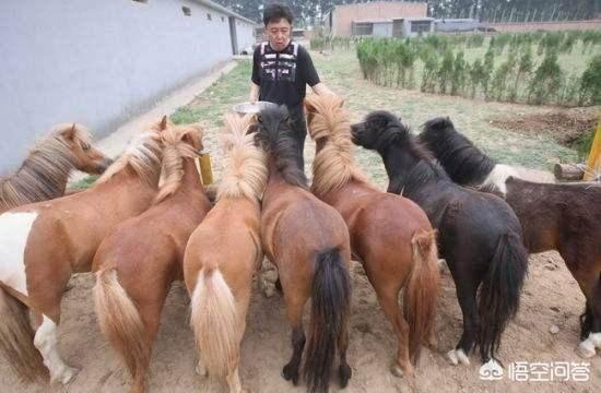 于谦宠物乐园地址:为什么有人说郭德纲“台上很张扬，台下做人其实挺低调”？