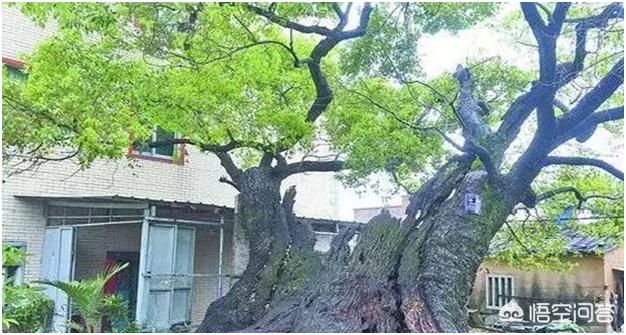 头条问答 栽种樟树的话距离房屋多少米远比较好 19个回答