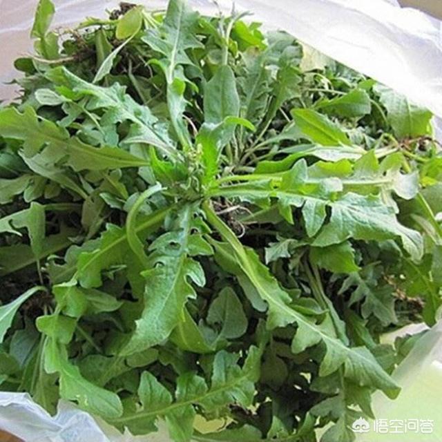 你都见过哪些野菜？