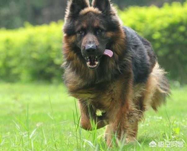 极品纯种德国牧羊犬:短毛德牧和长毛德牧，你更喜欢哪个？