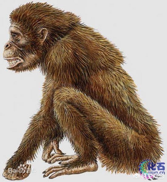 跗猴和类人猿:人类真的是由类人猿进化来的吗？