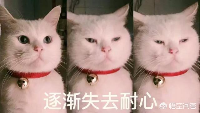 马恩岛猫问答:猫咪之中，哪些猫寿命最短？ 马恩岛猫走路视频