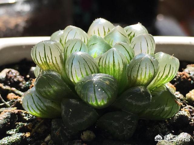 姬玉露和水晶玉露:玉露不透明了，这是为什么？该怎么养？