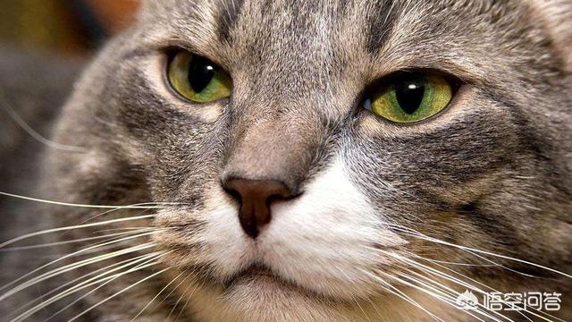野生豹猫吃了有什么用:孟加拉豹猫如何繁育 猫肉可以吃吗？吃了有什么后果？