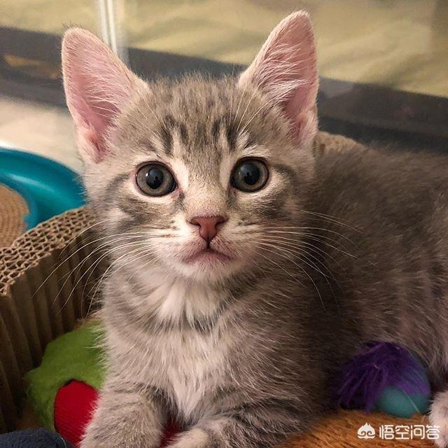 猫咪睡在猫砂盆:小猫喜欢玩猫砂，该怎么办？