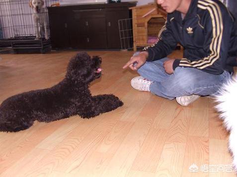 警犬训练内容:军犬训练，“无言的战友”是如何快速出击的？