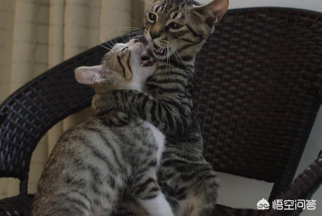 连云港宠物店橘猫:为什么越来越多人喜欢养橘猫？