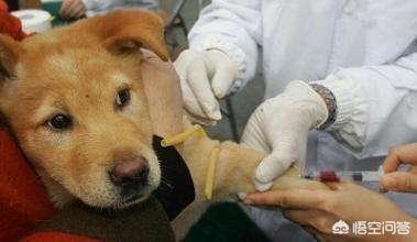狂犬病发病率:如果给每只猫狗都注射狂犬病疫苗，能否消灭狂犬病？