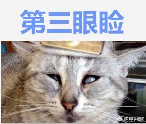 头条问答- 猫咪的第三眼睑突然外露，两只眼睛都是这样，该怎么办？(3个 