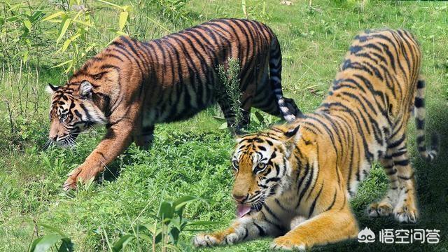 野生藏獒和老虎打架视频在线观看:老虎和国宝熊猫打架，老虎能赢吗？你怎么看？ 老虎和藏獒打斗视频
