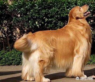 金丹犬大狗哪里买:买金毛在哪里买比较靠谱？
