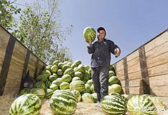 萨路基和山东细的区别:乌兹别克斯坦是个怎样的国家？