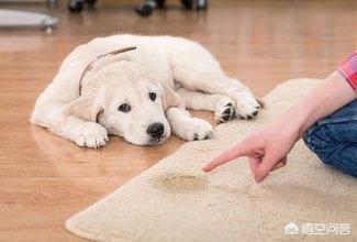 如何训练狗拜拜:怎样训练宠物狗不在家里随意排便或者在固定地点排便？