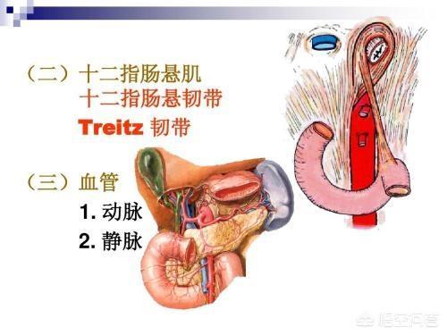 上消化道:上消化道包括哪些部位 如何通过胃镜鉴别上消化道疾病？