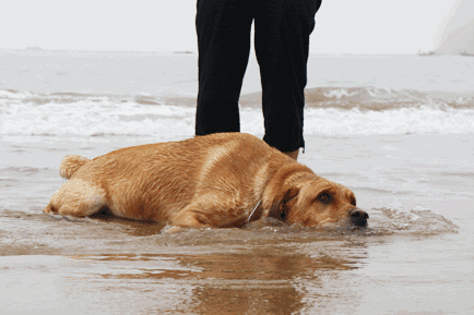 导盲犬品种:哪些品种的狗可以成为导盲犬？