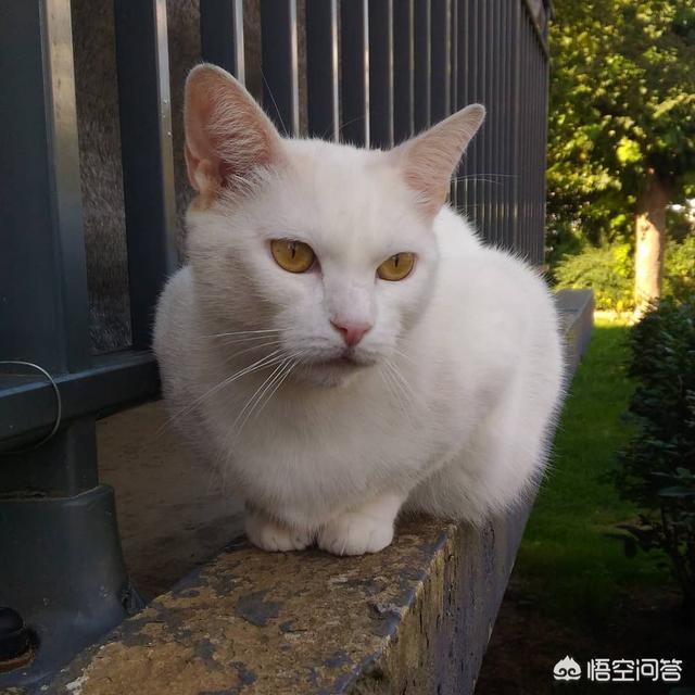 流浪小猫吃什么:流浪猫吃什么猫粮好 应该给流浪猫喂食什么呢？