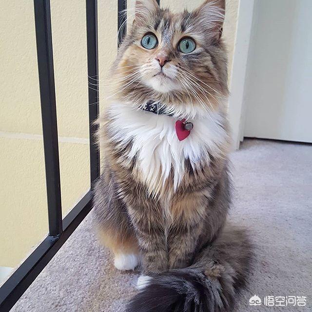 斯芬克斯猫价格:猫总掉毛，吃点什么比较好？