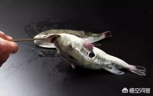 河豚鱼食用应注意什么事项，请问吃河豚刺身需要注意什么