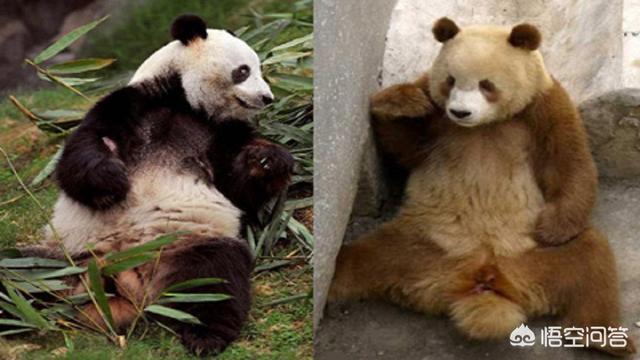 棕色大熊猫被欺负:秦岭棕色的大熊猫特别珍贵吗？为什么？