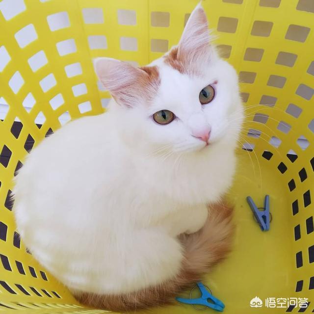 怎么给猫猫吃驱虫药:收留了一只流浪猫，要怎样给它驱虫？有哪些注意事项？