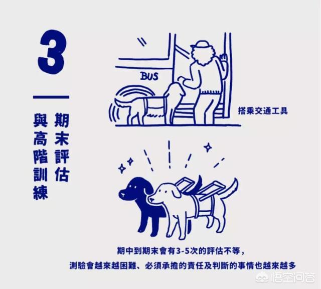 导盲犬品种:哪些品种的狗可以成为导盲犬？