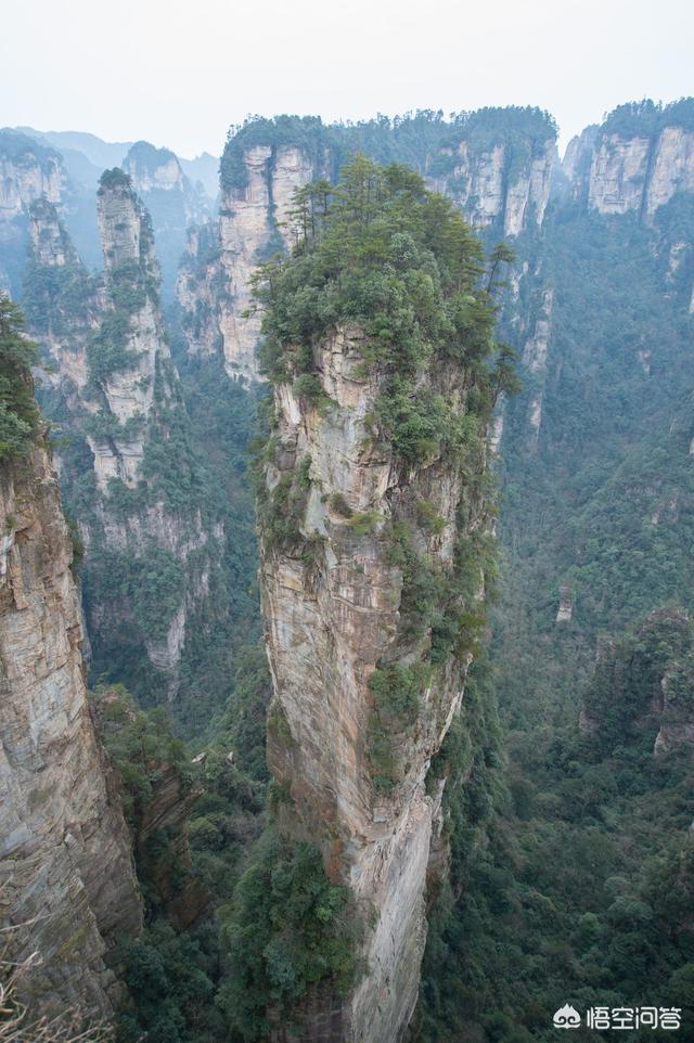 神农架穿越死了多少人，神农架发现“驴头狼”，早已灭绝50万年的生物，为何又突然出现