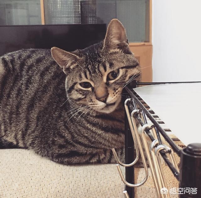 领养猫咪:领养的猫需要注意什么，怎么和猫建立感情？