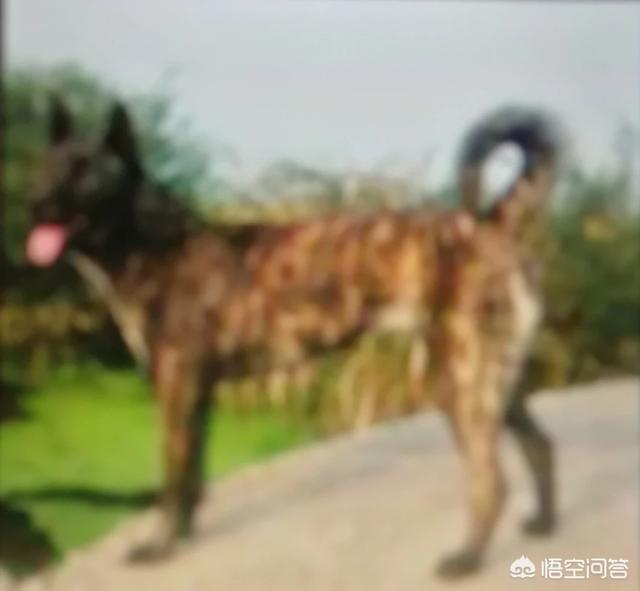 下司犬 价格:下司犬价格 虎斑犬幼犬多少钱？在哪里可以买到？