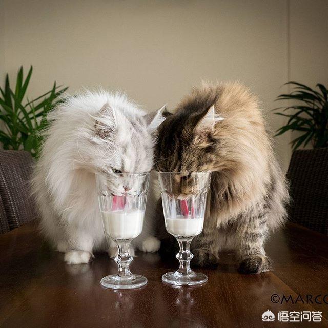 猫咪究竟有多记仇，跟猫打了一架，猫会记仇吗为什么