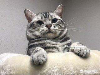 美国短毛猫公猫一般多大开始发腮？吃什么可以促进猫咪长胖和发腮？