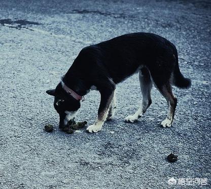 狗狗食粪症的诊断和治疗方法:狗狗大便正常，不吃东西，没精神，鼻子干，怎么回事？