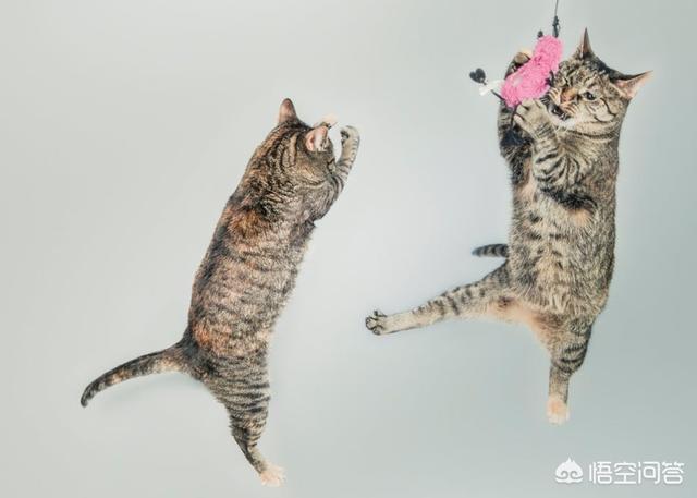 女孩肚子里有老鼠:猫咪到底是喜欢吃鱼还是喜欢吃老鼠