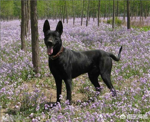 狼犬:你觉得哪一种狼犬的战斗力最强？有何依据？